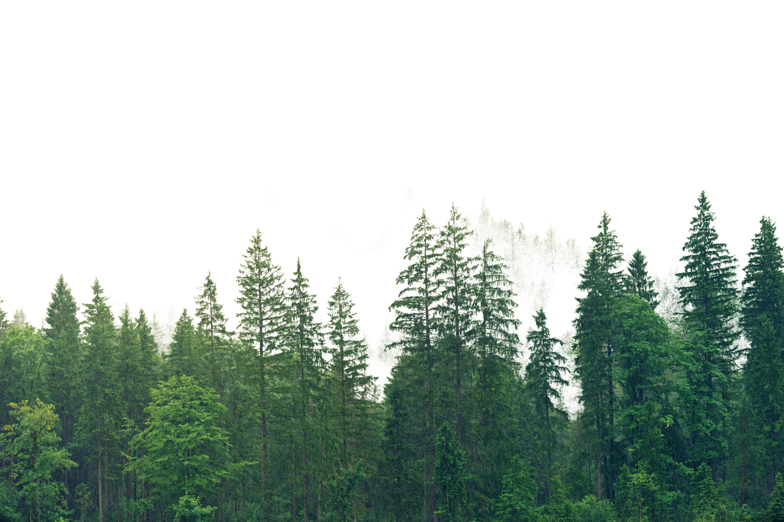 Hình banner bottom
